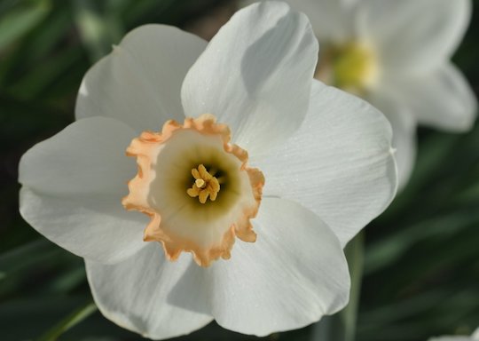 Narcissus. Article by Murray Stein